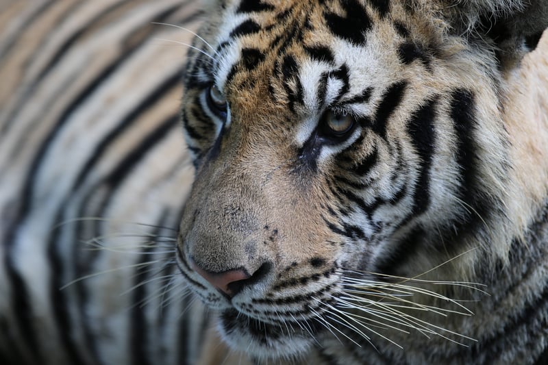 Fem tigre konfiskeret fra Thailands Tigertempel