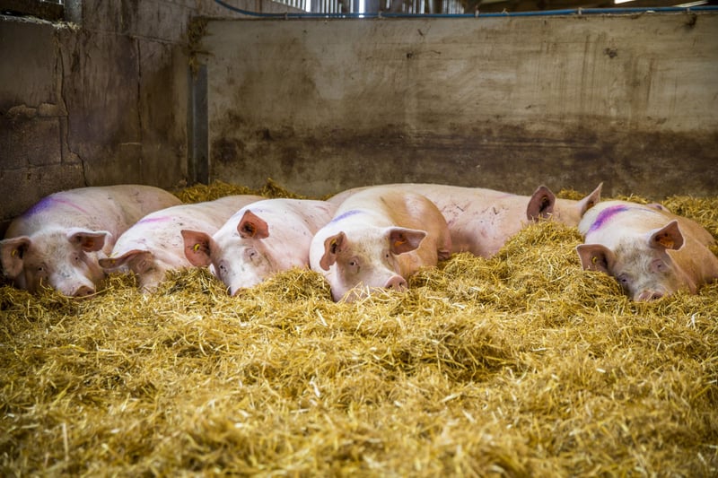 Disse søer lever i gruppebokse på en engelsk svinefarm, hvor de kan udføre mange af deres naturlige adfærd.
