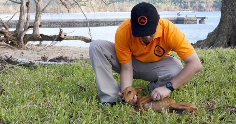 A vet helps a sick puppy