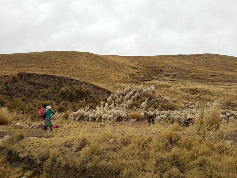 A herd of alpacas in Peru.