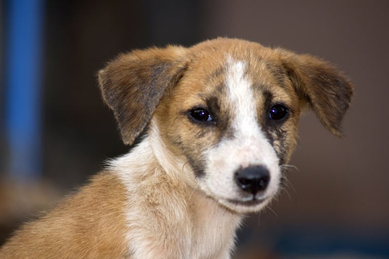 Hvert år dør tusindvis af hunde og mennesker af rabies i Sierra Leone og andre lande i Afrika