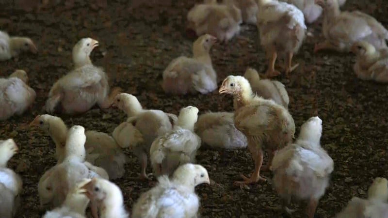 14 day old broiler (meat) chickens in a commercial indoor system.