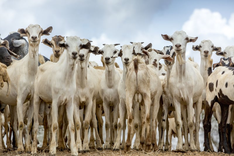 Hjælp til tørkeramte dyr i Kenya