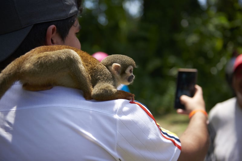 Vilda djur räddade från liv som fotorekvisita i Peru