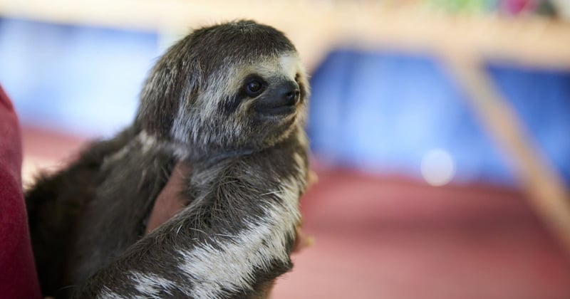 Sloth used for tourist selfies in the Amazon - Wildlife Selfie Code - World Animal Protection