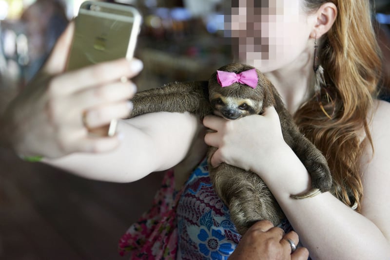 En turist i Manaus, Brasilien, tager en selfie med et dovendyr