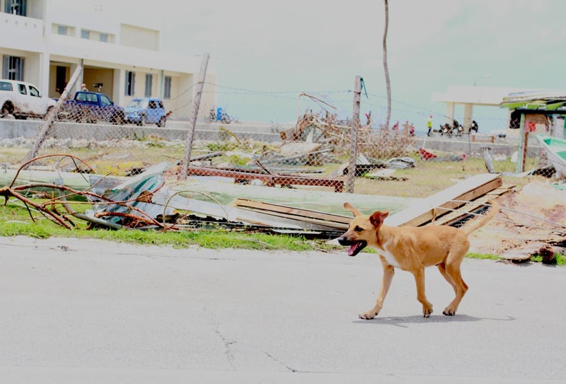 Vi har været med til at opføre et nyt internat for hunde og katte på øen Barbuda i Caribien.