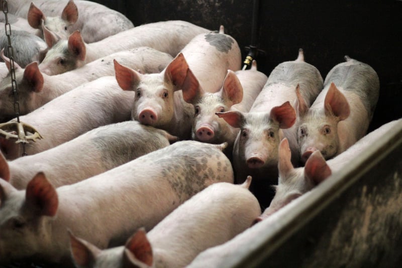 Supermarkets must publish antibiotic use figures