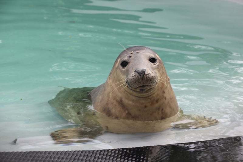 Vi støtter Hillswick Wildlife Sanctuary på Shetlandsøerne, der redder, rehabiliterer og genudsætter nødstedte havpattedyr.