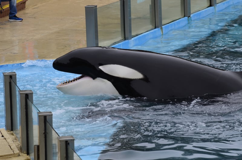 Spækhugger optræder i Mundo Marino, Argentina