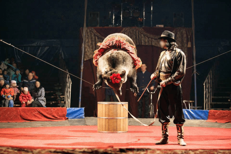 Hele deres liv har bjørnene Masha og Laura levet et miserabelt liv i et ukrainsk cirkus. Nu får de endelig et godt bjørneliv i det beskyttede reservat, vi finansierer i Rumænien.