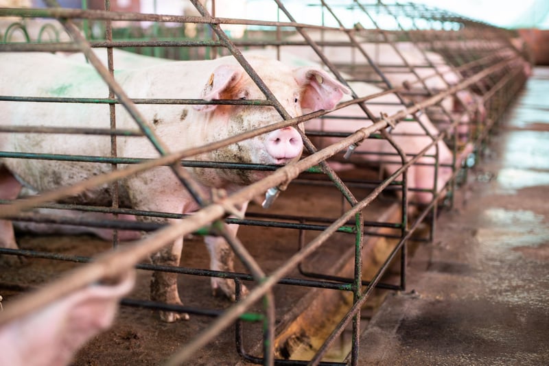 Walmart - Animal Cruelty - World Animal Protection