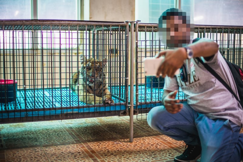 Tigerunger udnyttes til tigerselfies