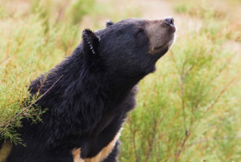 Kravebjørn i naturen. Foto: Istock