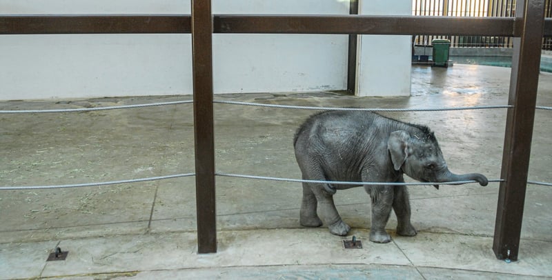 Elefantunge i en zoo i Canada. Foto: We Animals Media / Jo-Anne McArthur
