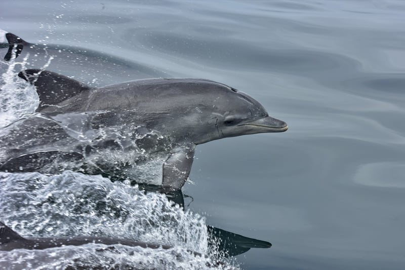 Algoa Bay er et Whale Heritage Site