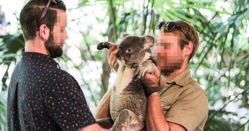 Turist og dyrepasser med koala i Lone Pine, Queensland, Australien