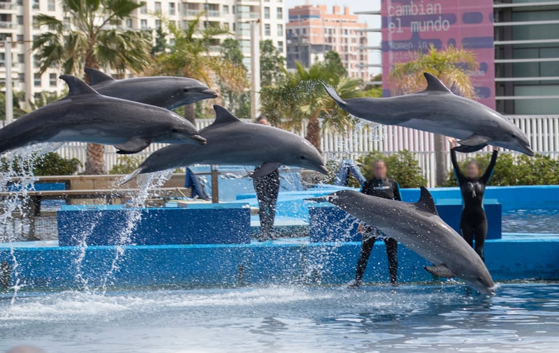Delfinshow i Oceanogràfic de Valencia, Spanien.