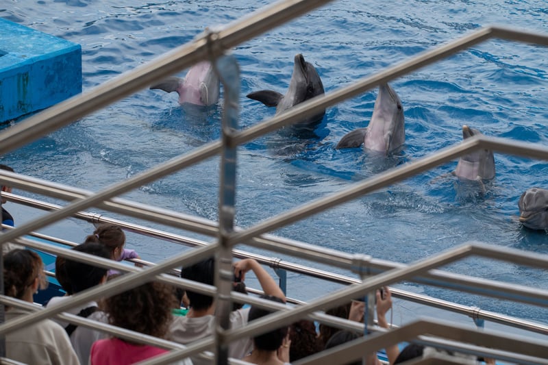 Optrædende delfiner i spansk delfinarium