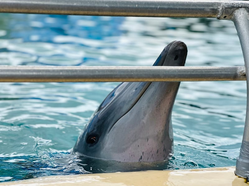 Delfin stikker hovedet op fra bassin