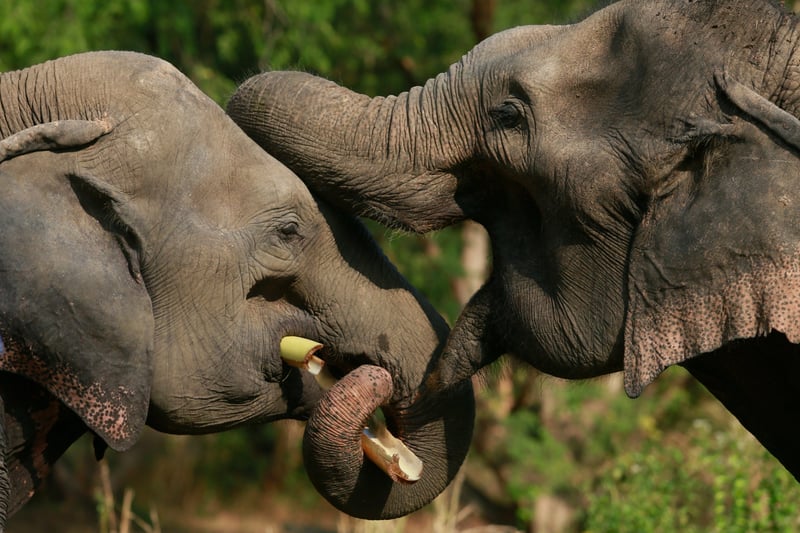 To elefanter kærtegner hinanden