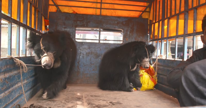 Video: Se de sidste dansebjørne blive reddet i Nepal