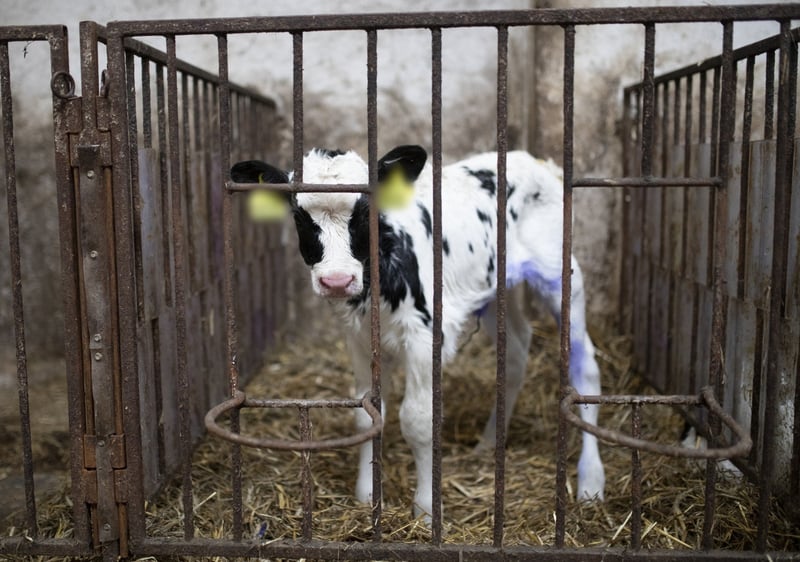 Kalv i tremmeboks i det intensive landbrug i EU