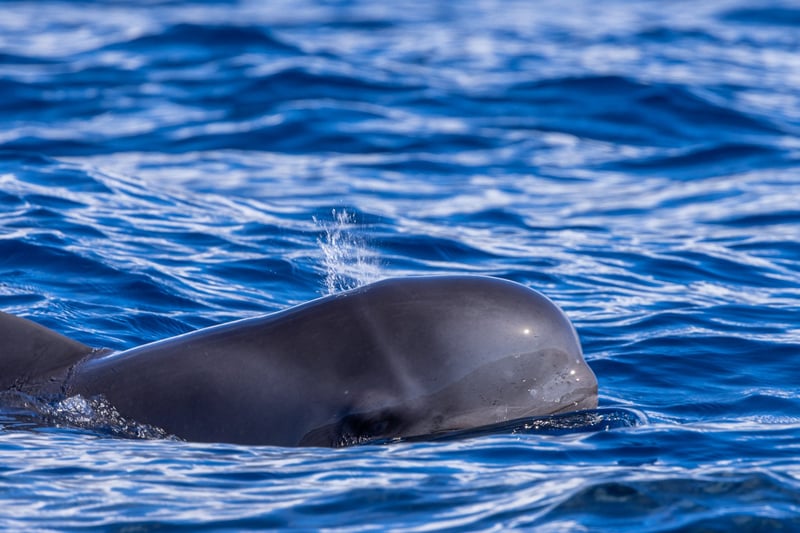 En grindehval i havet ud for Tenerife i et Whale Heritage Site