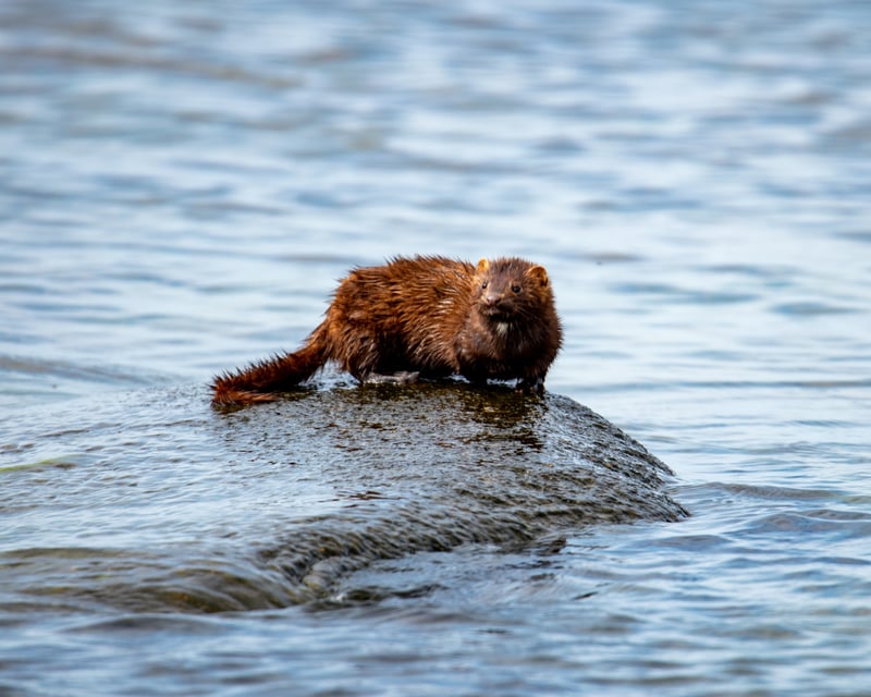 En våd mink sidder på en sten i et vandløb