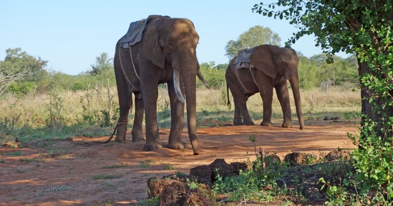 Two elephants are chained in their own habitat.