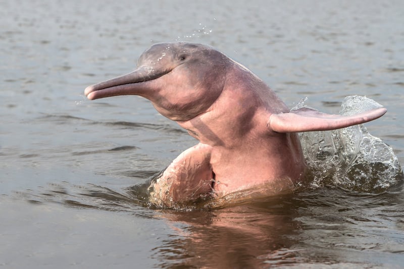 Boto cor-de-rosa da Amazônia
