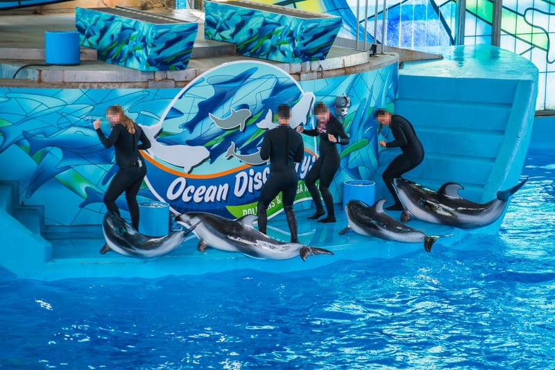 Dolphins in captivity
