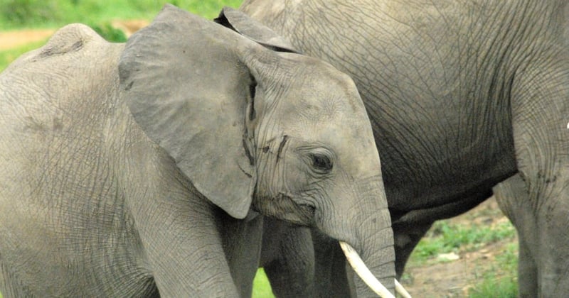 elephant tours