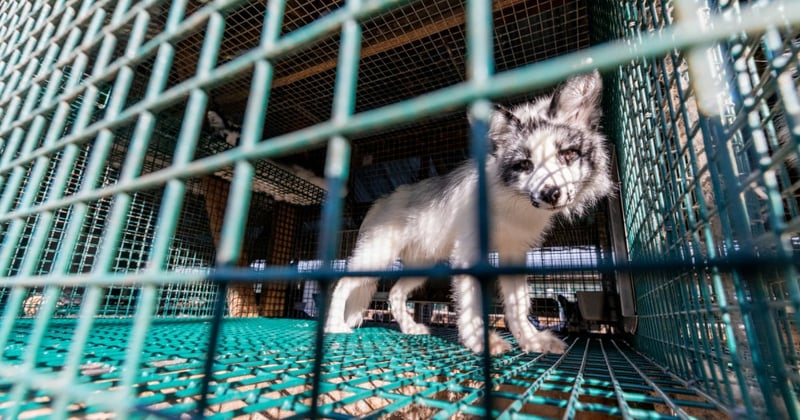 Ræv på finsk pelsfarm. Foto: FOUR PAWS / Fred Dott