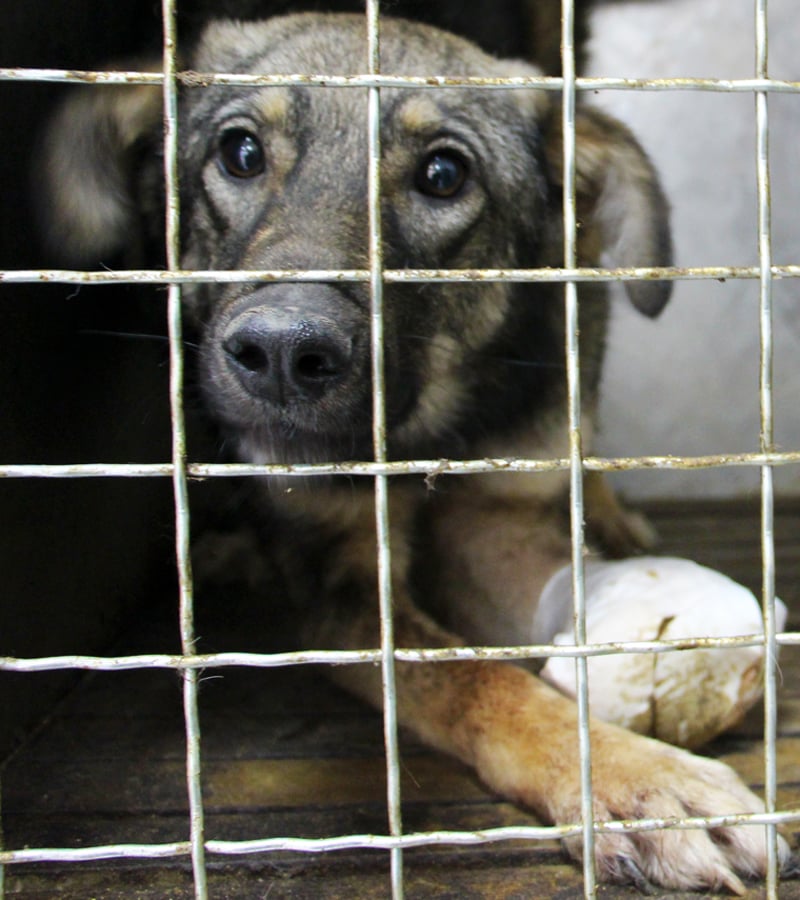 110.000 danskere beder politikerne stoppe hundedrab i Europa