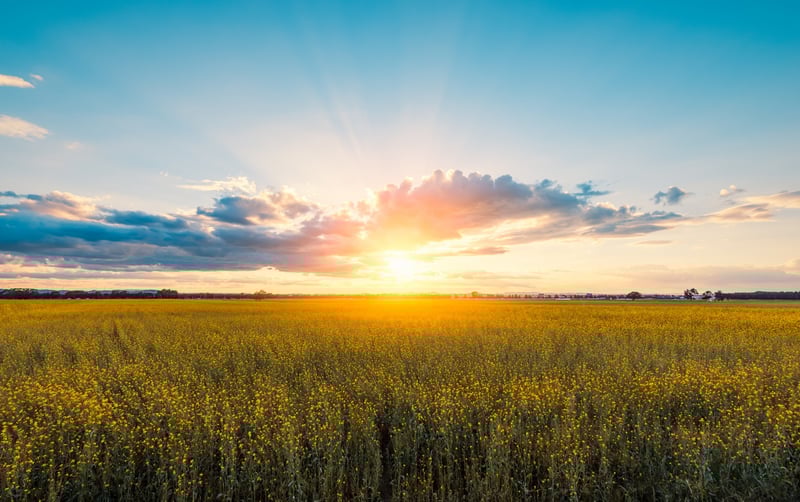 Farm field