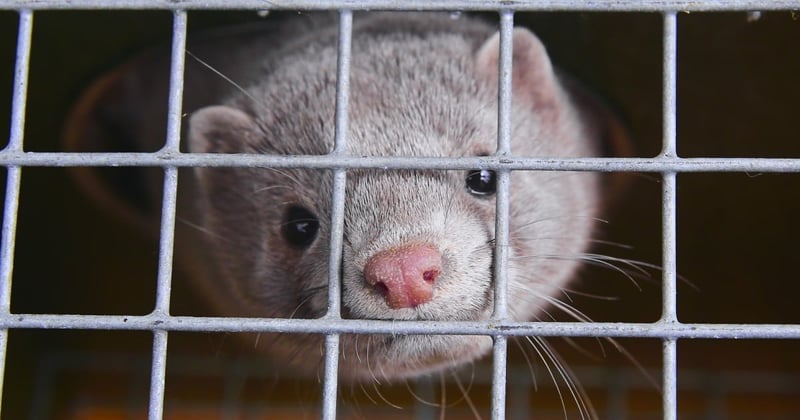 mink in cage