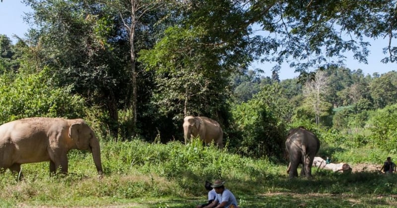Boon Lott's Elephant Sanctuary