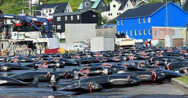 Grindedrab på Færøerne. Foto: Birgit Høgensen