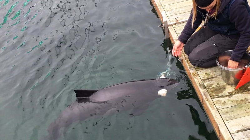 Marsvinet Freja fremvises i Fjord&Bælt