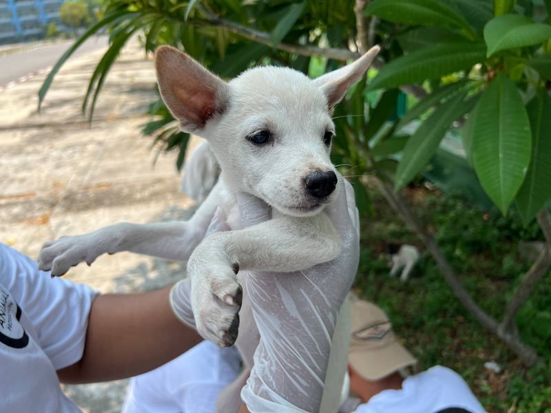Hund får hjælp efter jordskælv i Myanmar