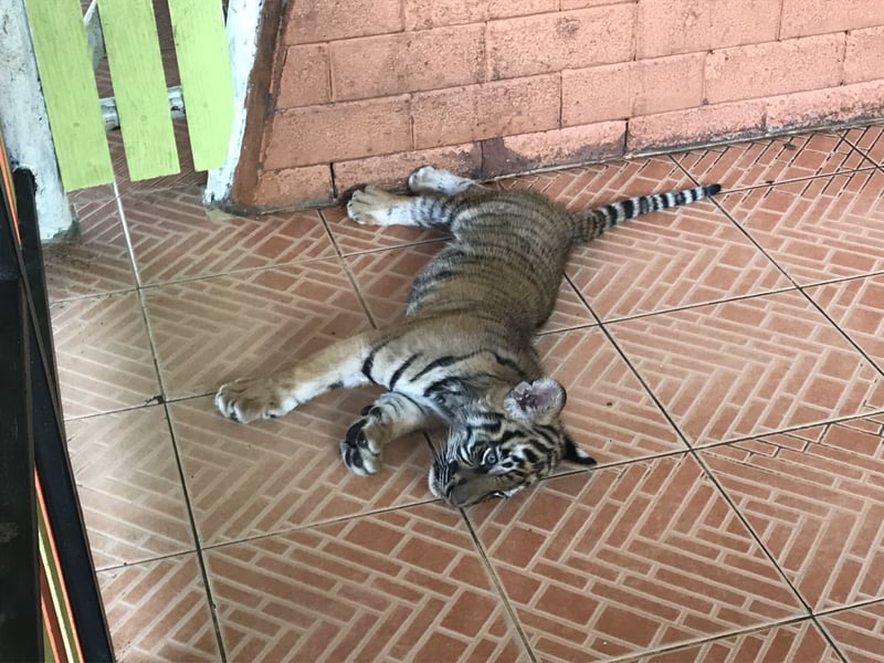 En tigerunge i Sriracha Tiger Zoo, Thailand