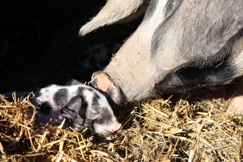 Din stemme kan gøre en forskel for dyrene i både Danmark og resten af EU-landene. Foto: Johanne Gabel, Hellehuses Haver
