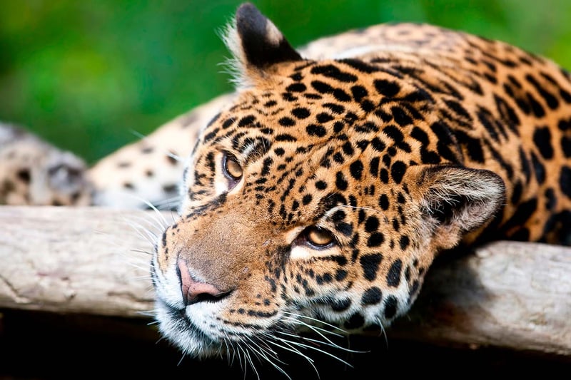 Close-up af jaguar med hovedet på gren