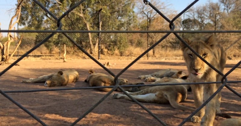 A lion cub behind a wire fence