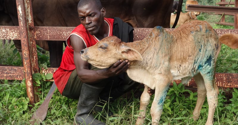 A man with his young calf, which has received veterinary treatment at a World Animal Protection organised assessment in the Dolo district of Malawi following flooding.