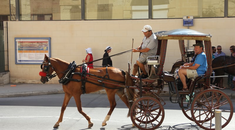 Vand til de tørstige heste i Malta