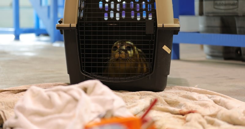 seal