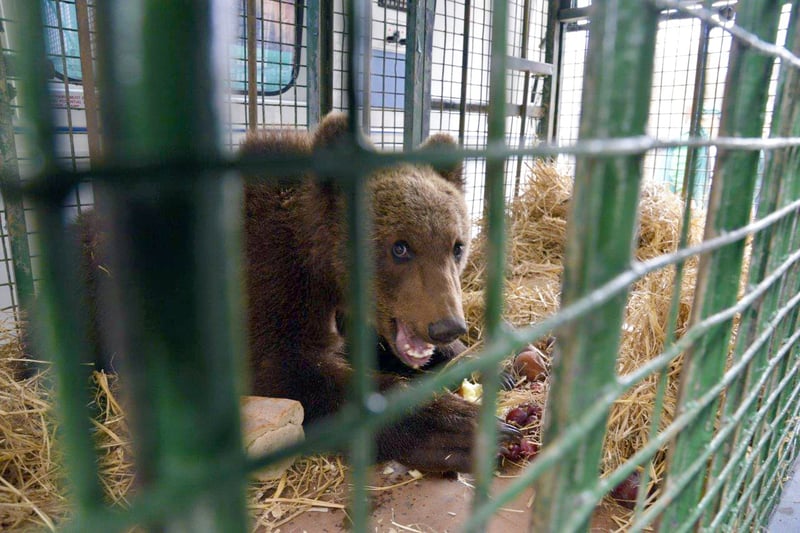 Bjørneunge reddet: Paddington var alene i storbyen