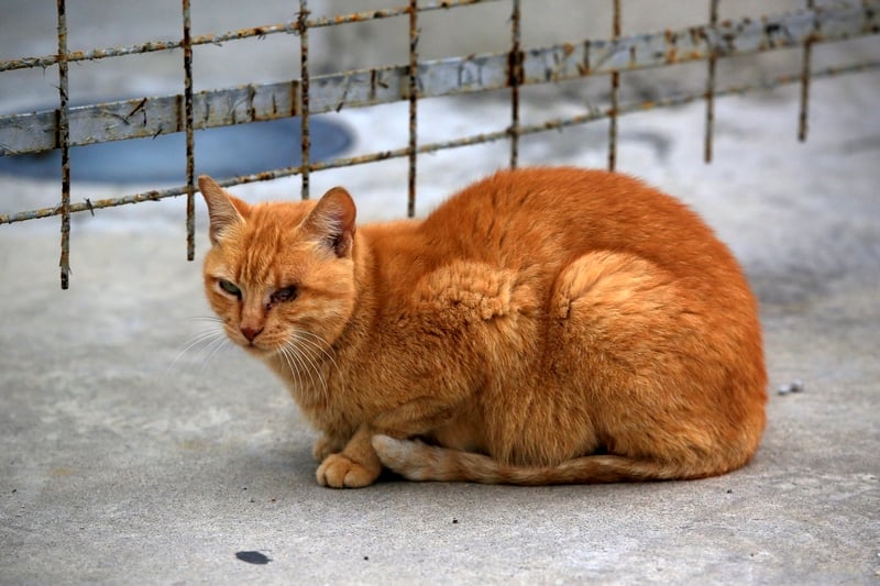 Stray cat in Rio